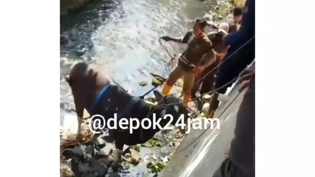 Kabur saat Hendak Disembelih, Seekor Sapi di Depok Dipotong di Dalam Aliran Kali