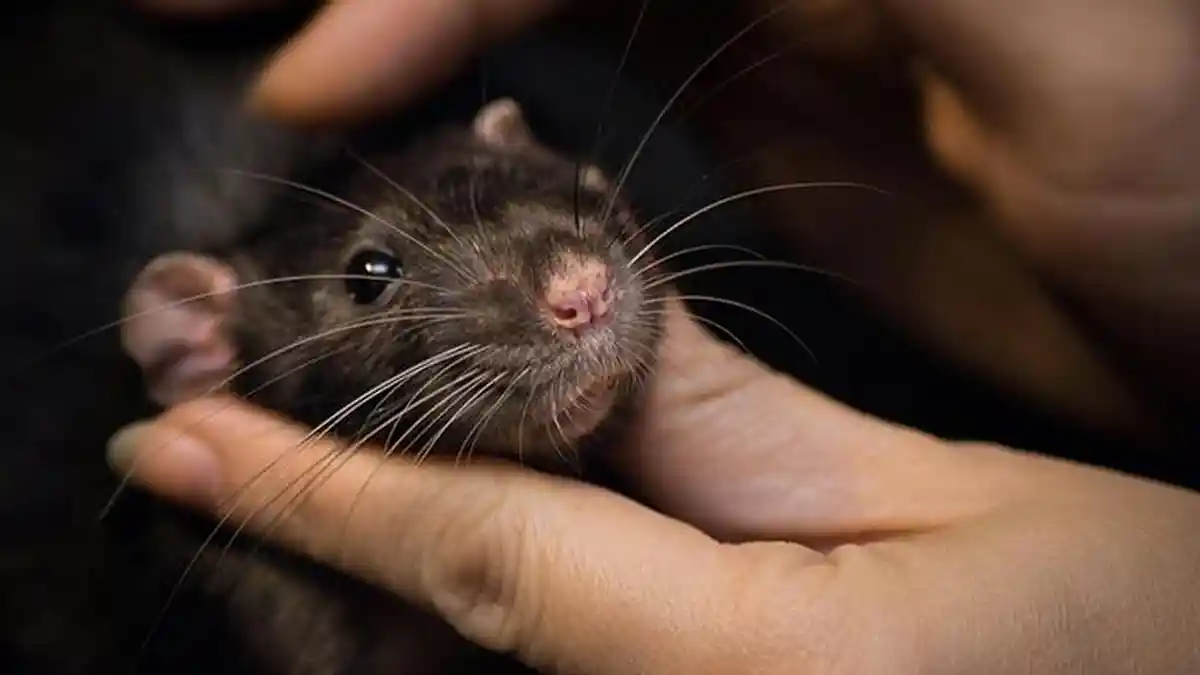 BREAKING NEWS : Penyakit Kencing Tikus Tewaskan Warga Kadipiro Solo