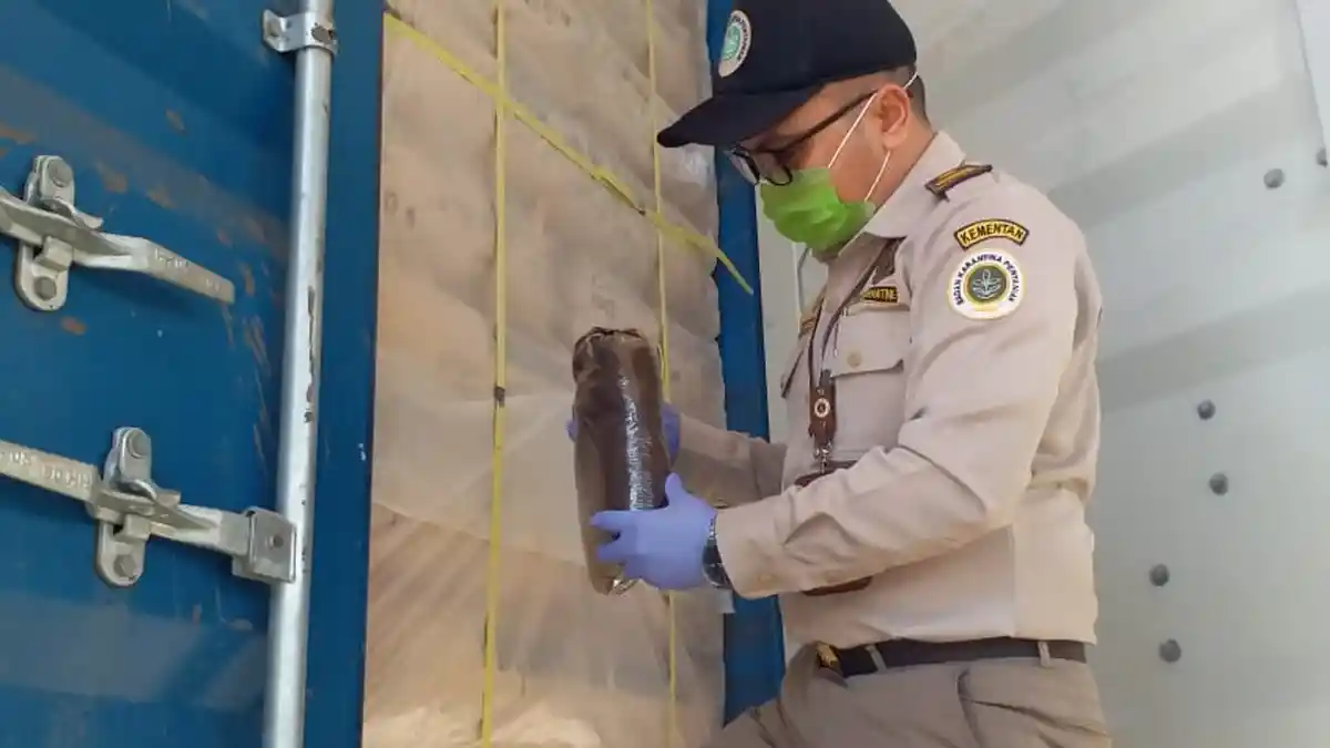 Meski Pandemi Corona, Ekspor Teh Hitam Asal Jawa Tengah Terus Berlanjut