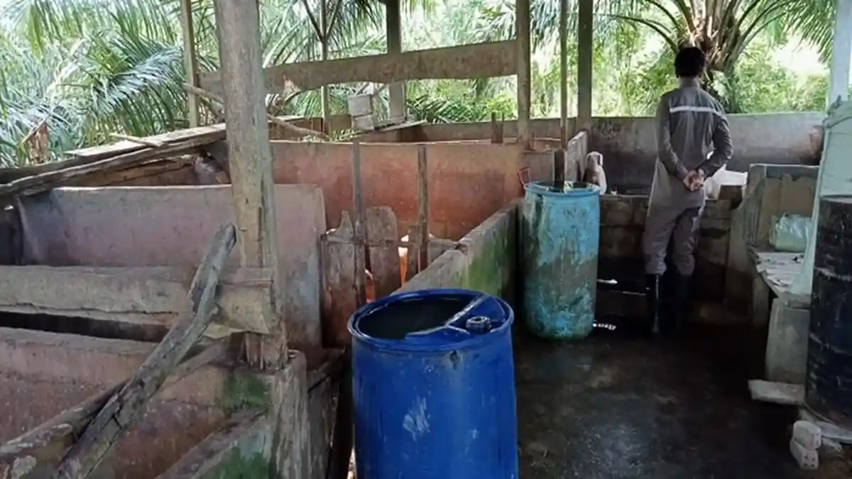 Setelah Ramai di Muratara, Kini Juga Ditemukan Banyak Babi Hutan Mati di Lahat, Warga Cemas