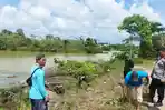 Buaya di Bangka Belitung Mengganas Terkam Manusia Gegara Habitatnya Dirusak