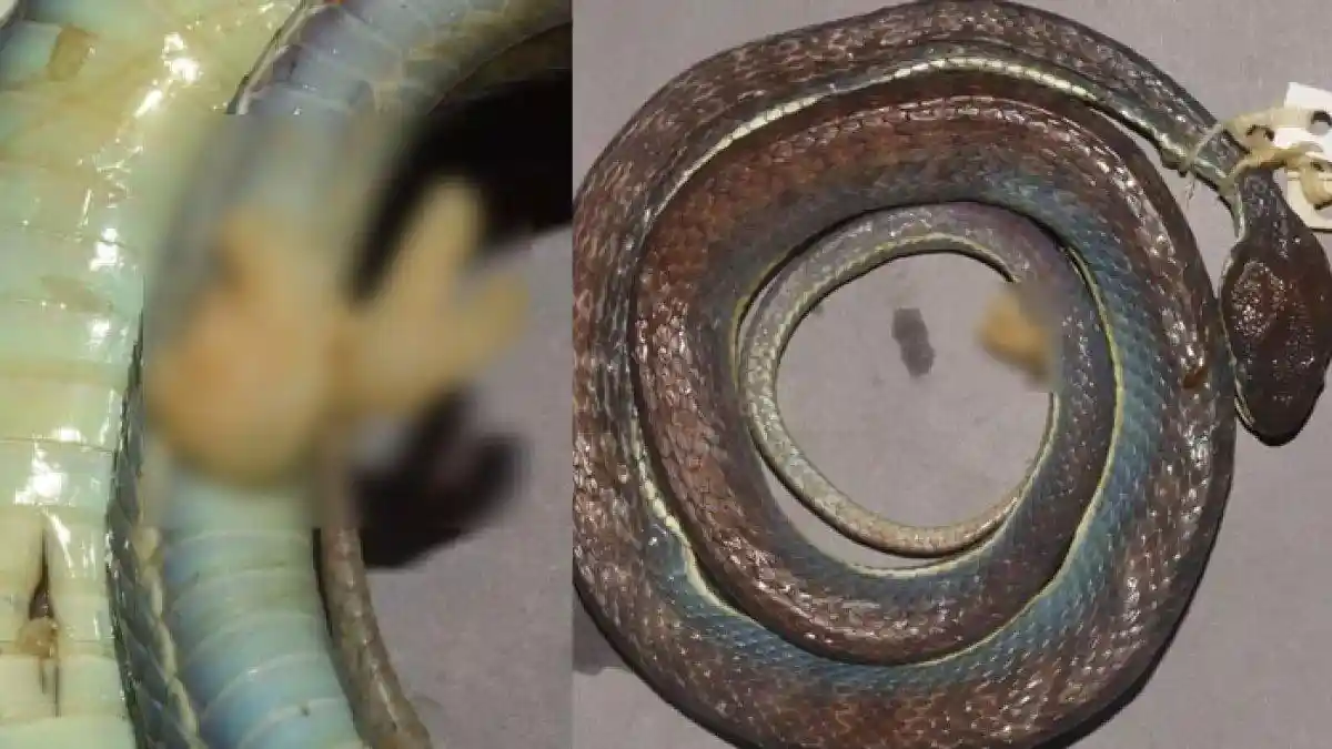 Heboh, Ular Spesies Baru Ditemukan, Punya Alat Kelamin yang Menonjol ke Luar, Diakui Lebih Beringas