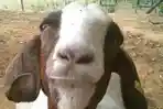 ilustrasi-kambing_0.jpg
