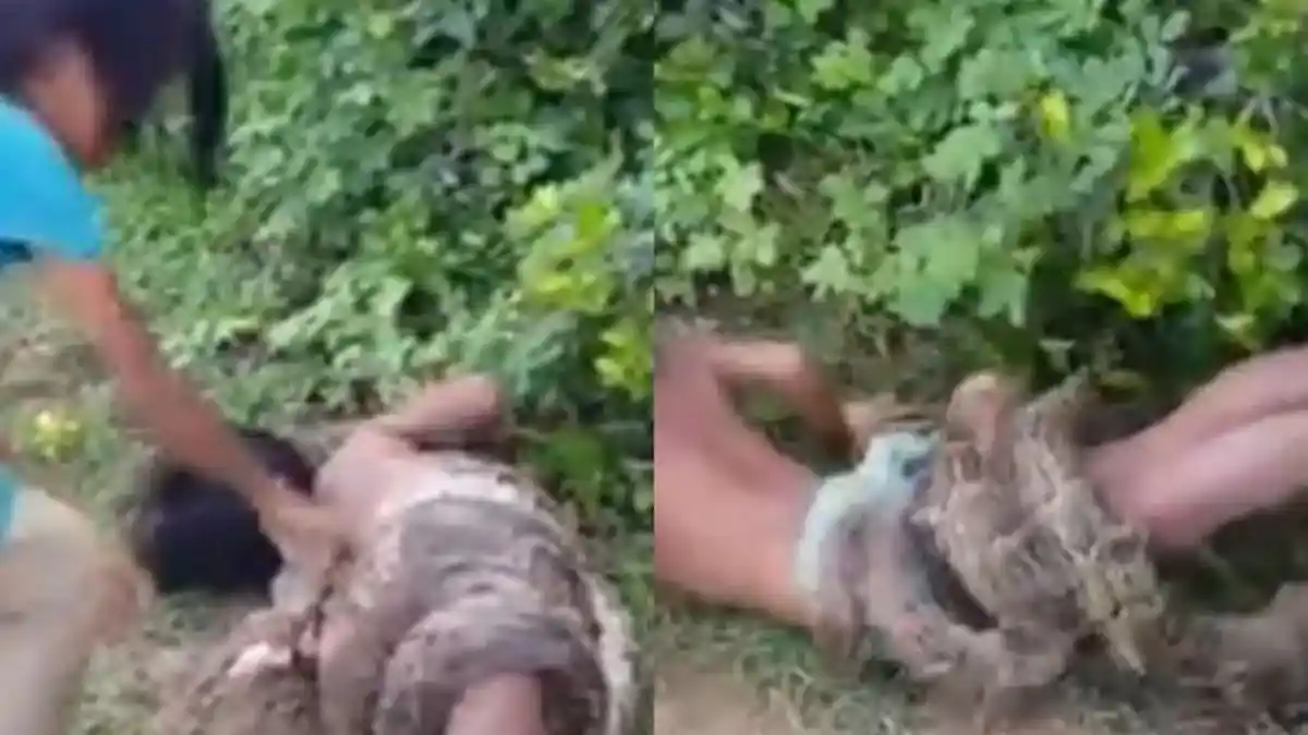Ular Piton Menyerang, Tubuh Bocah Dililit dan Siap Dimangsa Hidup-Hidup, Beruntung Ditolong Warga