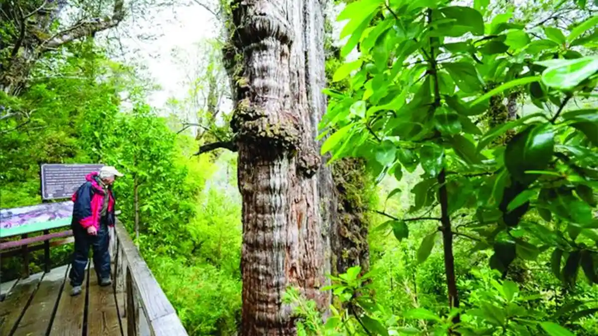 Pohon Tertua di Dunia Ditemukan di Chile, Umurnya Lebih 5.000 Tahun