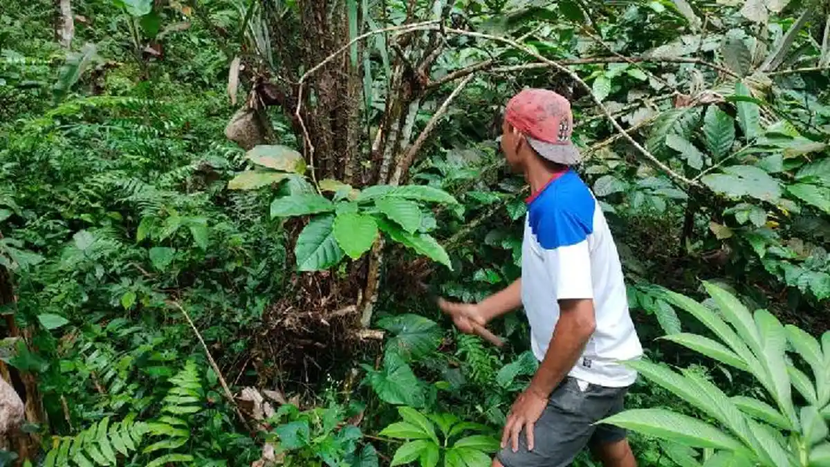 Semangat Petani Salak Binaan BRI di Bali, Perluas Usaha Lewat “Klasterku Hidupku”