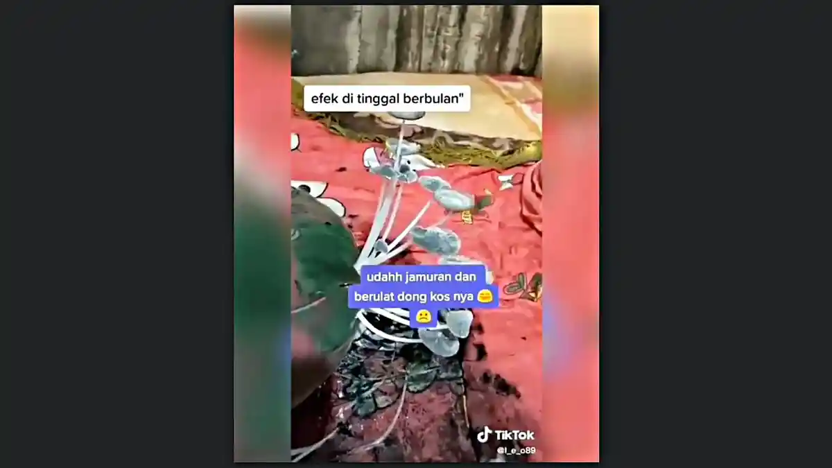 Viral Penghuni Videokan Kamar Kos Ditumbuhi Jamur dan Belatung Seusai Ditinggal Berbulan-bulan