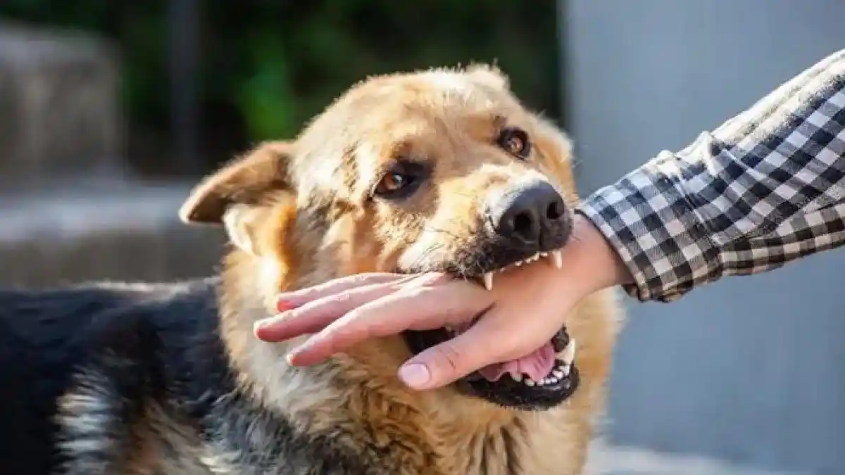 Delapan Warga di Padang Masuk IGD Digigit Anjing Liar, 1 Korban Derita Luka Gigitan di Mulut