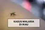 Dinkes Nyatakan Kampar Aman dari Malaria, Ancaman Datang dari Kasus Impor