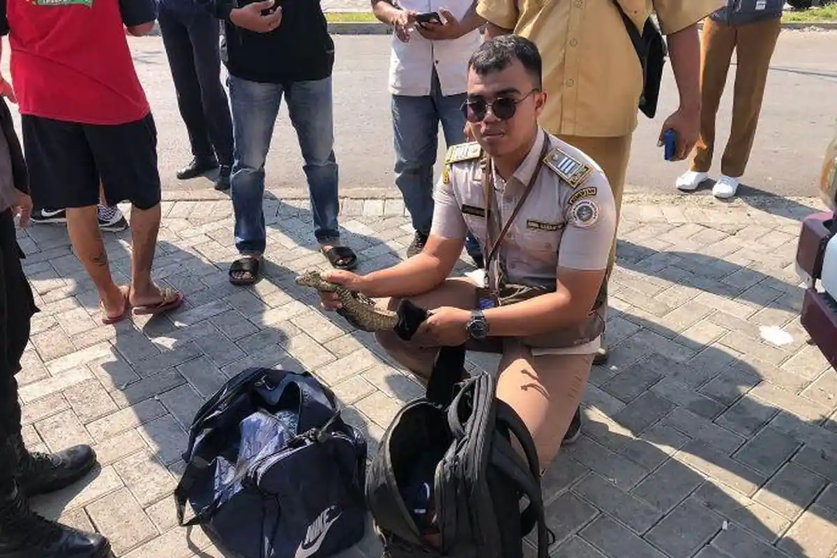 Saat Diselundupkan, Mulut Anak Komodo Dilakban dan Dibungkus Kaos Kaki