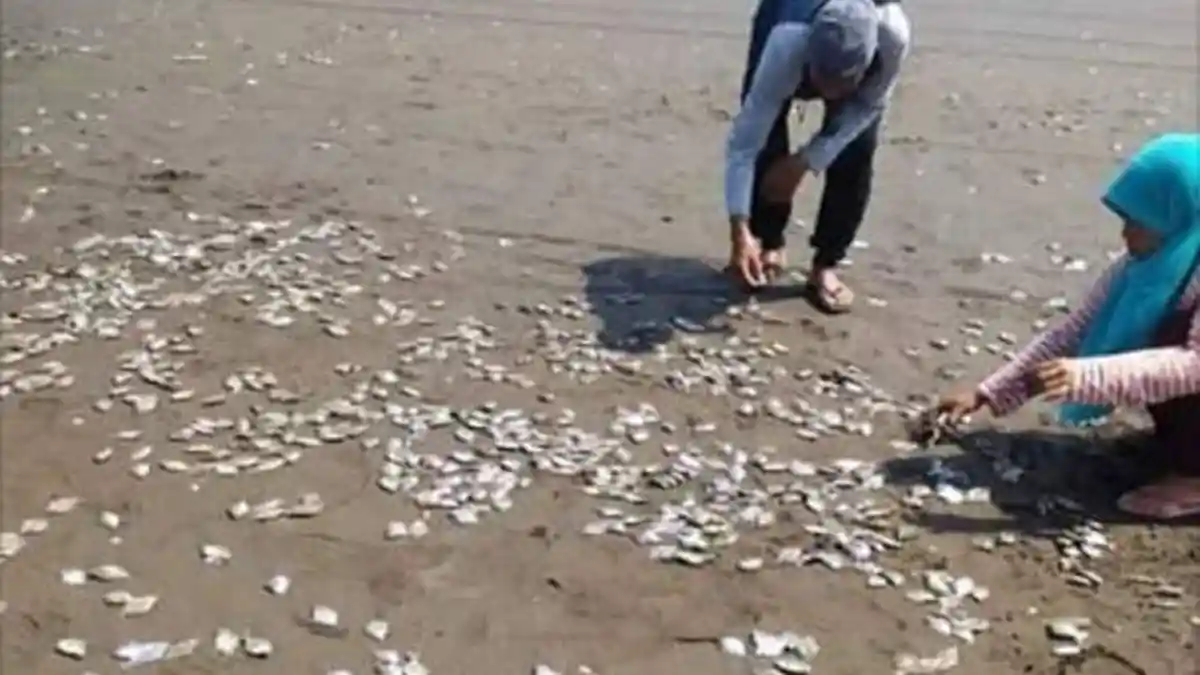 Ribuan Ikan Terdampar di Pantai Cilacap, Warga Brbondong-Bondong Ambil Ikan
