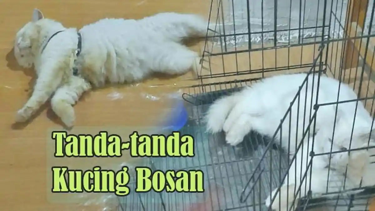 Kucing Makan Berlebihan dan Tak Banyak Bergerak, Bisa Jadi Tanda Dia Bosan, Simak Info Ini