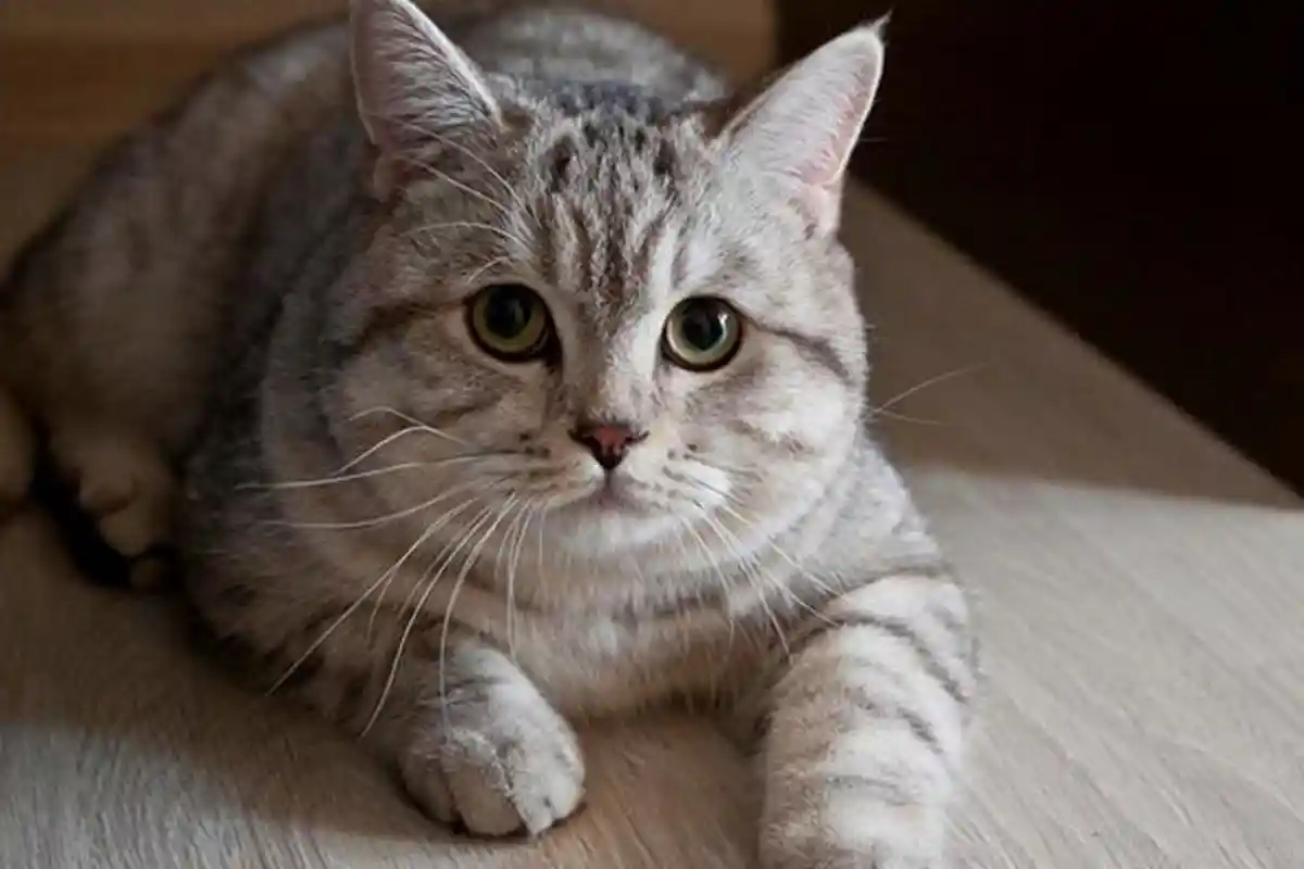 Postingan Soal Kucing Ras dan Kucing Kampung Ini Viral, Netizen : Katanya, Cewek Suka Cowo Nakal