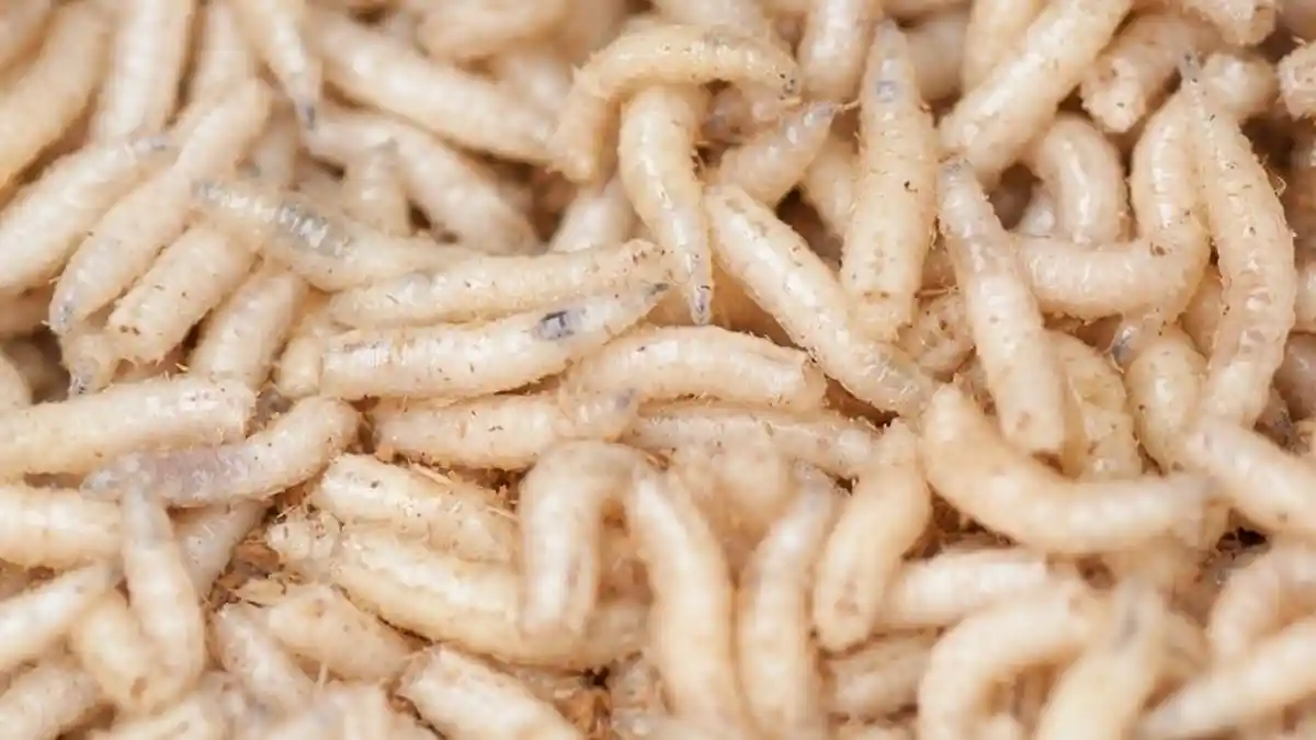 Organ Kewanitaan Wanita Simpanan ini Keluar Balatung, Dokter Forensik Syok dan Ungkap Kondisi Jasad