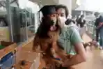 Kumpul Pencinta Anjing di Senayan Park