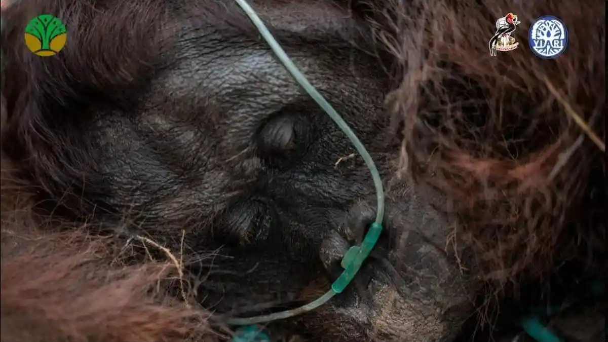Pilu Orangutan Lemas Terpapar Asap Karhutla Diselamatkan di Ketapang ...