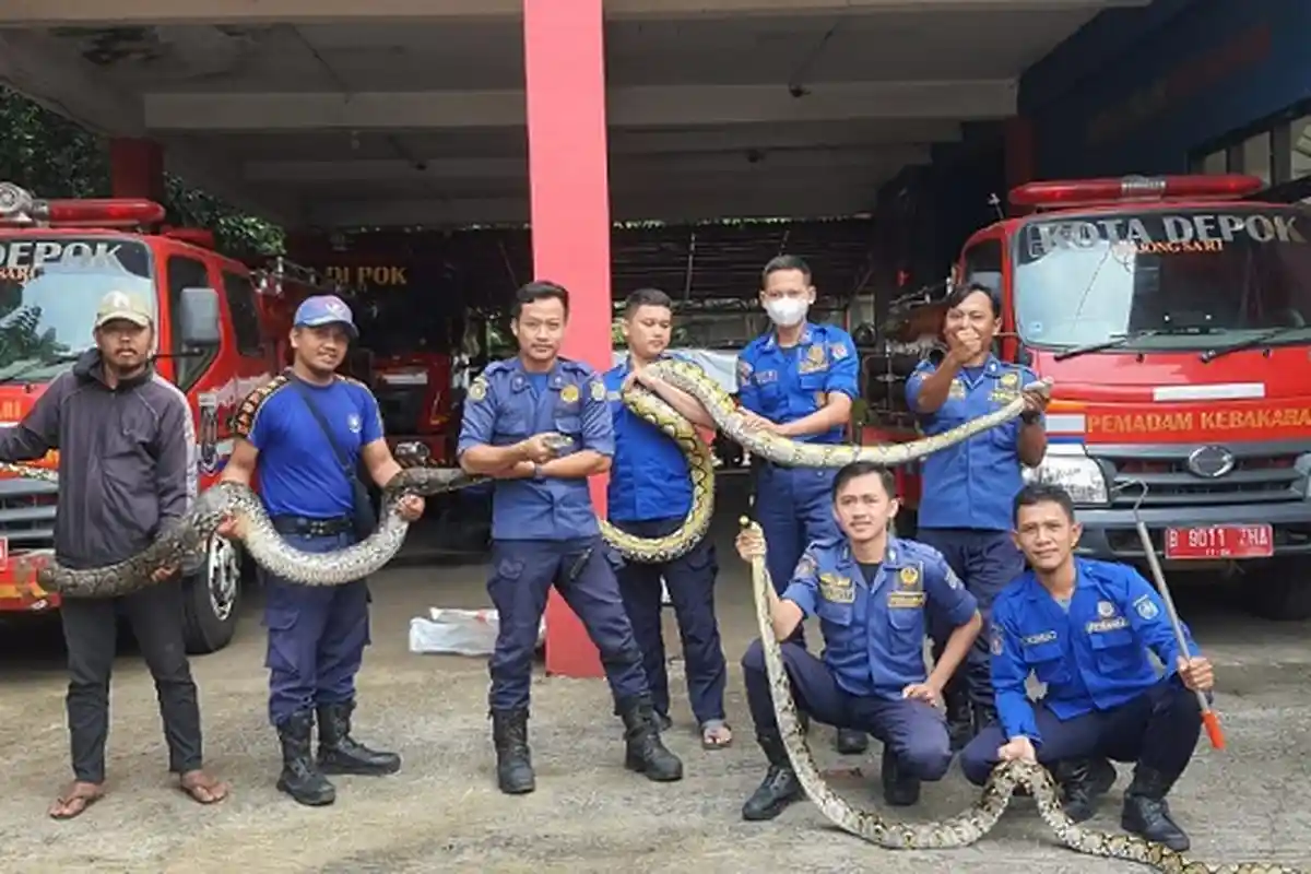Petugas Damkar Depok Evakuasi Tiga Ular Sanca dalam Dua Hari