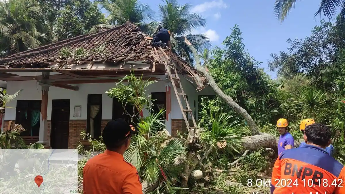 Pohon Setinggi 15 Meter Roboh, Timpa Rumah Suwenten di Melaya Jembrana