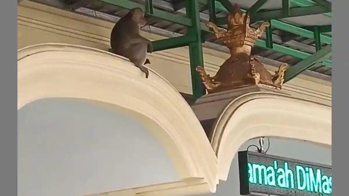Monyet yang Kerap Muncul di Desa Tuk Cirebon Diduga Serang Hewan Ternak Warga, di Antaranya Mati