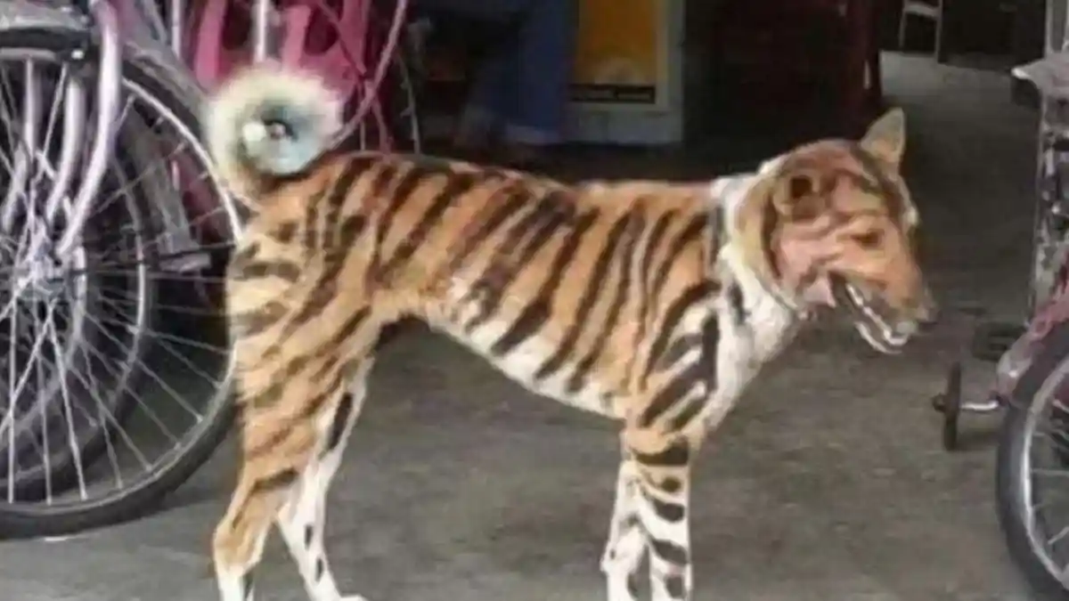 Unik, Petani Ini Cat Anjingnya Jadi Mirip Macan, Kawanan Monyet Pun Kabur dari Areal Pertanian