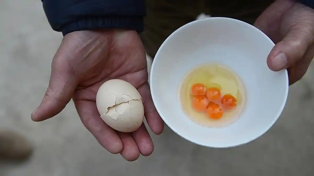 Aneh, Terdapat Lima Kuning Telur dalam Satu Telur Ayam