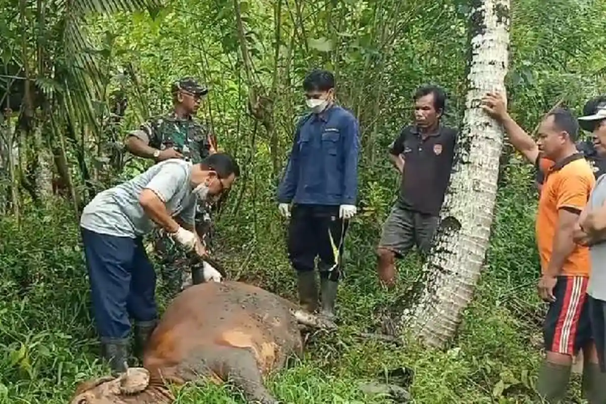Mulut Berbusa Hingga Lambung Kembung, 11 Sapi Mati Mendadak Terdiagnosa Kena Bloat