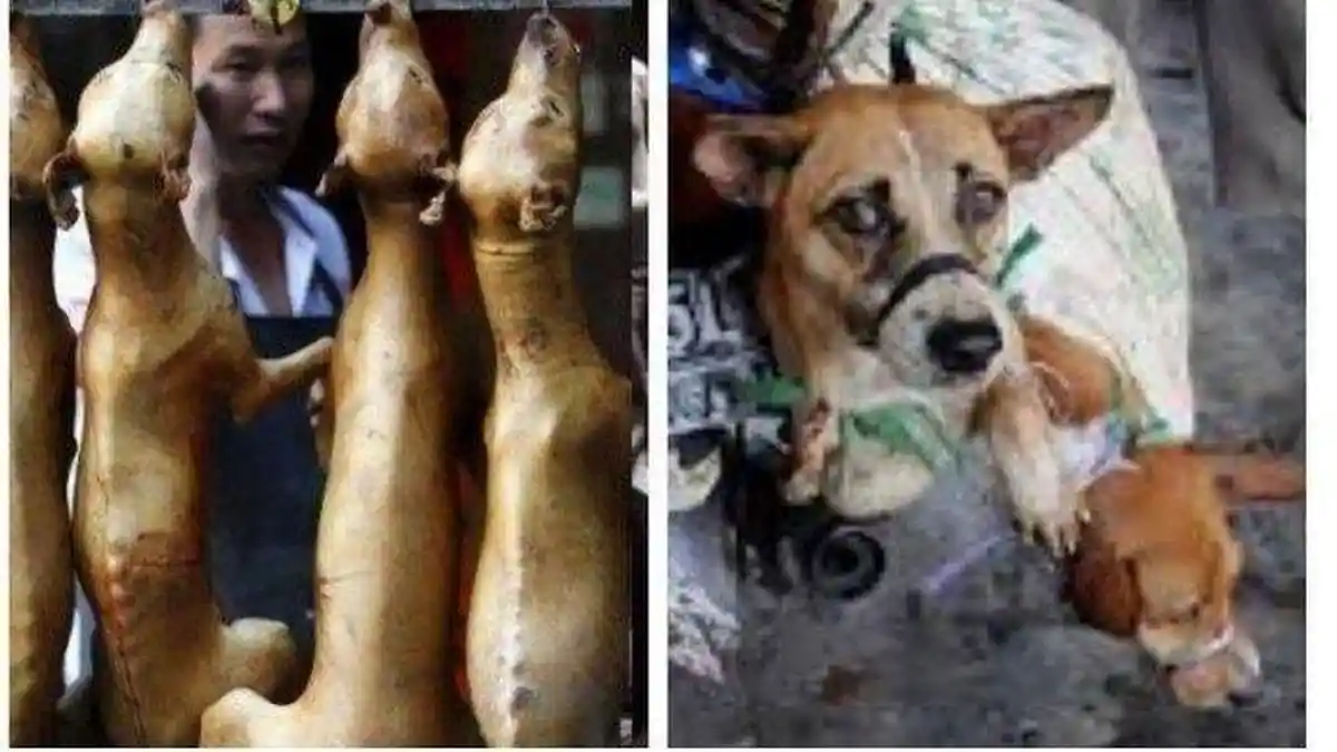 Kronologi Bocah Tewas Usai Makan Daging Anjing Bakar, Sempat Sakit Perut dan Demam Tinggi