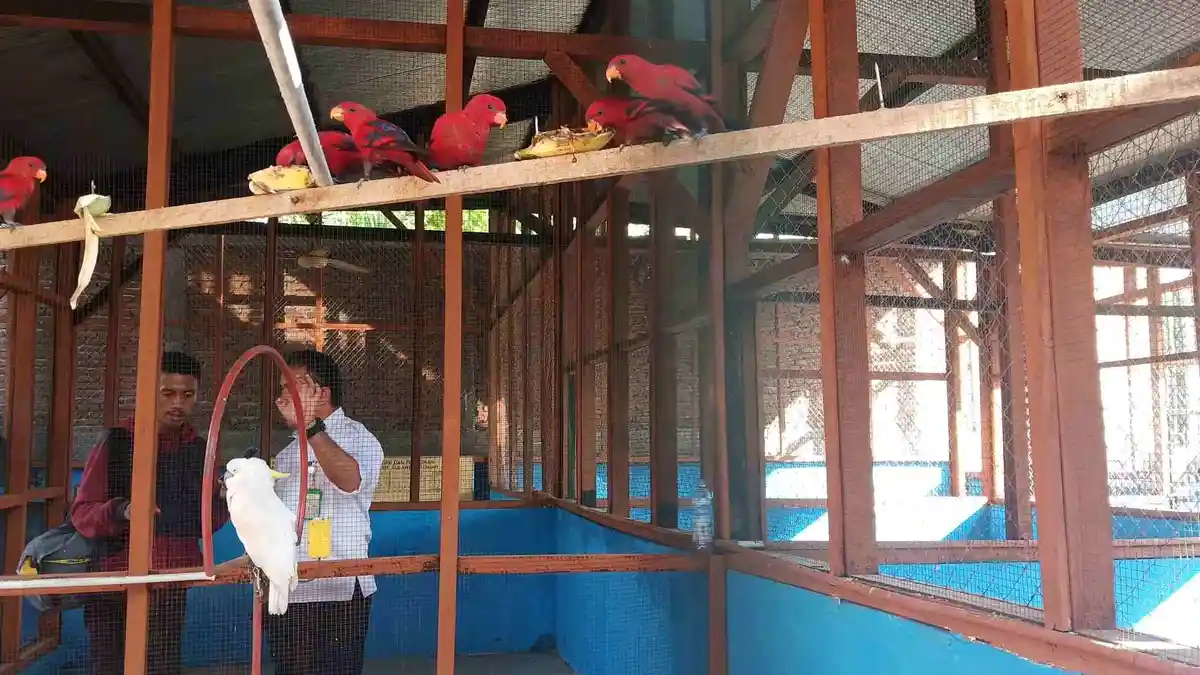 Sulteng Hari Ini: Selundupkan Satwa Dilindungi, Seorang Warga Donggala Terancam Penjara 5 Tahun