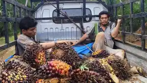 Dua-pelaku-pencurian-sawit-di-Rohul-yang-ditangkap-warga.jpg
