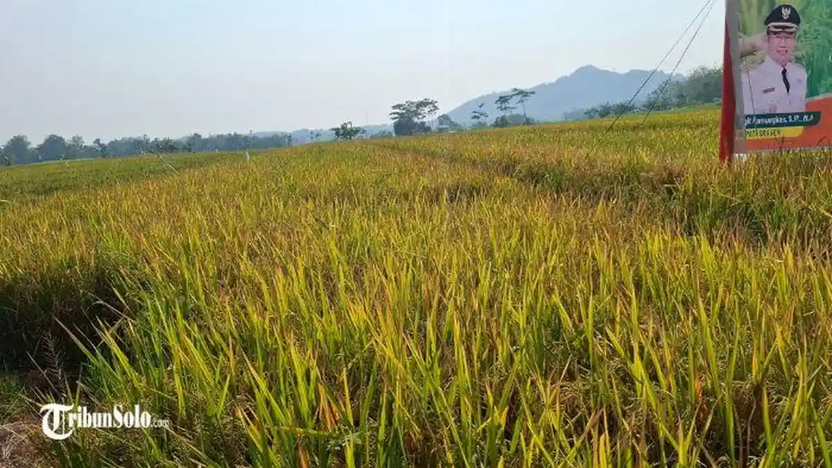 Hama Tikus Serang Sawah Petani Sragen, Hasil Panen Padi Turun hingga Setengah Ton