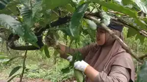 20260521-petani-kopi-reban-batang-panen-dini-kopi.jpg