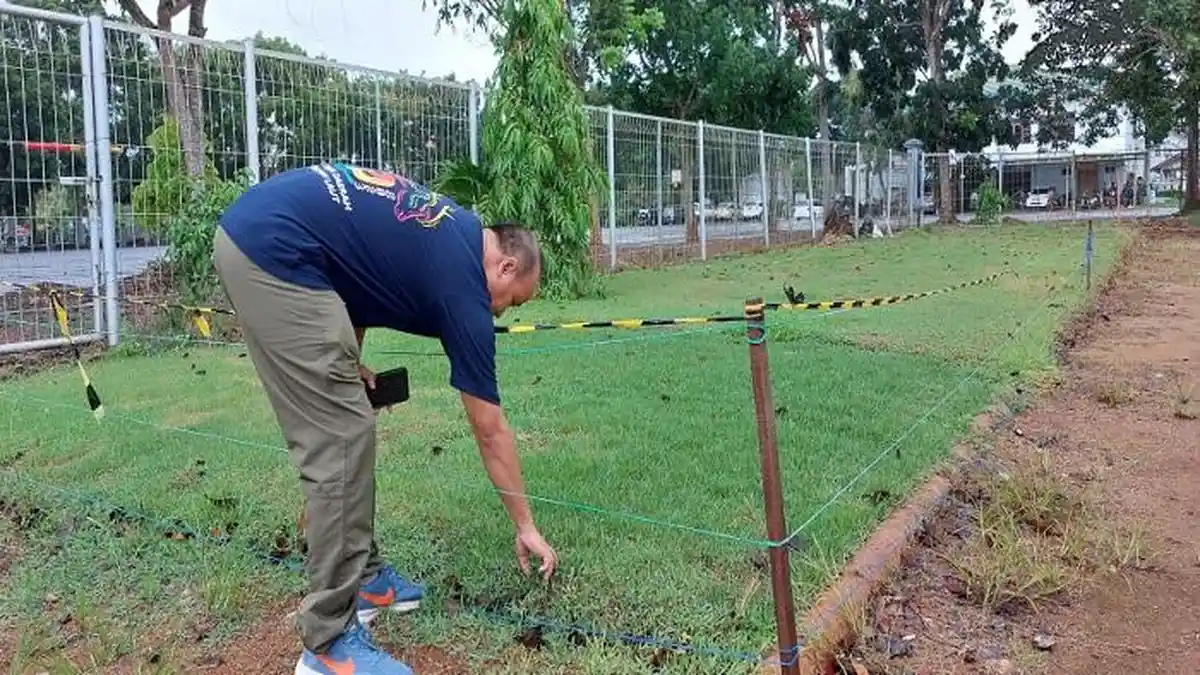 Makin Gres, Ini Dia Jenis Rumput Lapangan Bola Pertasi Kencana Pelaihari, Berkelas Standar FIFA
