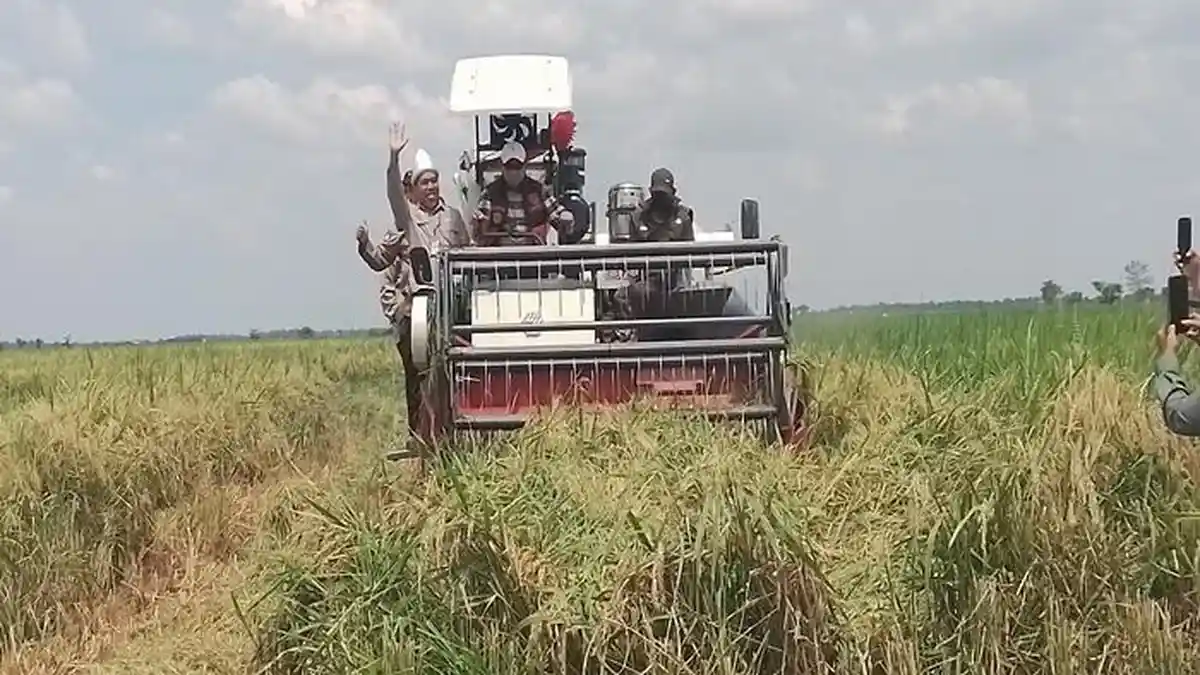 Panen Padi IP 100 di Kecamatan Rantau Bayur, Bupati Askolani : Bisa Hasilkan 8,9 Ton/ Hektar