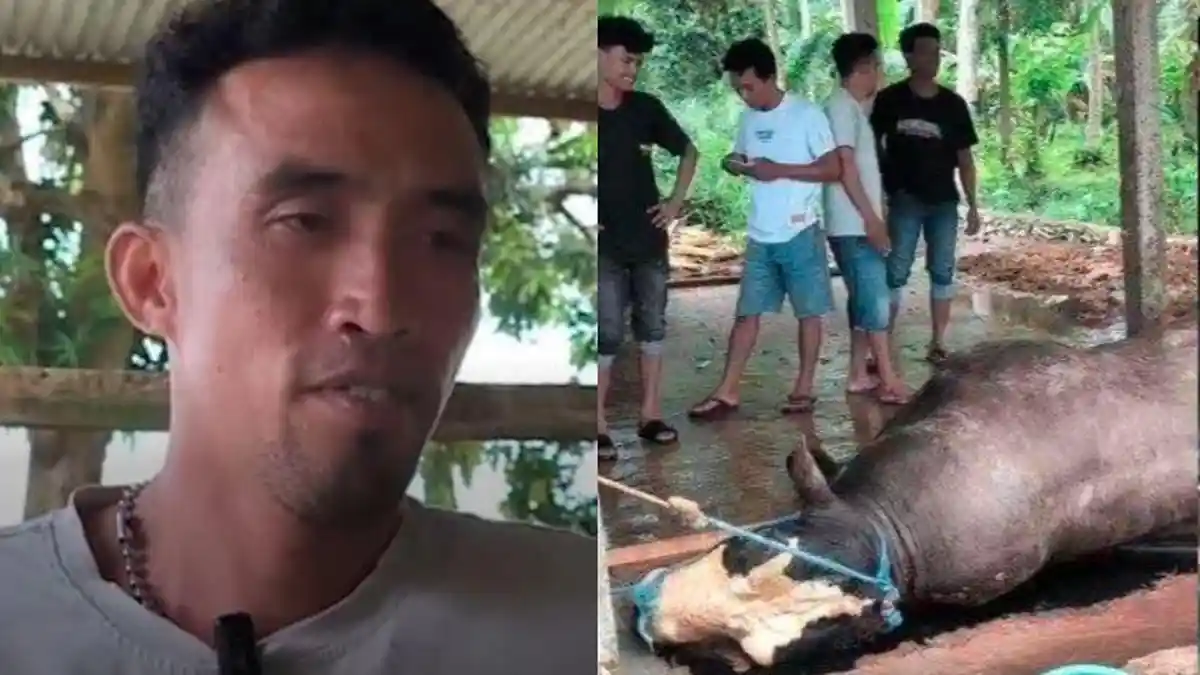 'Biar Dibalas Tuhan' Nasib Dedi Sapi Rp 135 Juta yang Dipesan Prabowo Mati, Rupanya Belum Ditransfer