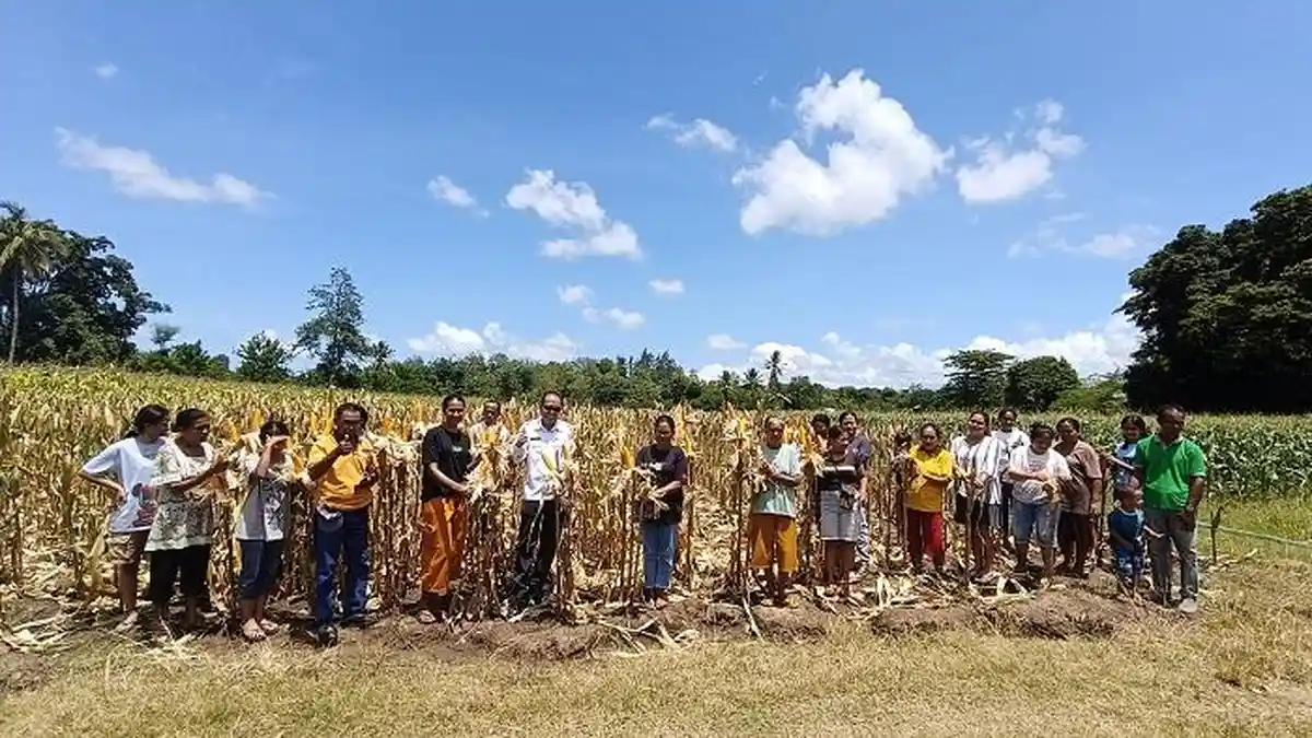 Demplot Jagung di Atambua Selatan Targetkan Panen 5 Ton per Hektare