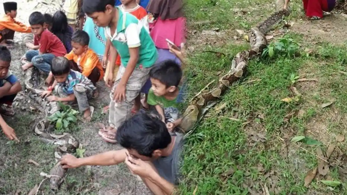 Warga Tangkap Ular Piton Sepanjang 6 Meter Dalam Pohon Karet, Ada Ratusan Telur Telah Menetas