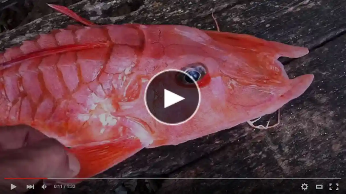 Ikan Yang Sangat Aneh Ini Ditangkap di Perairan Manokwari, Lihat Disini Videonya