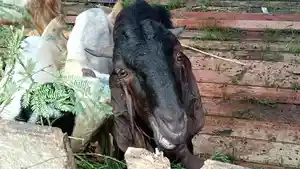 20260518_Daging-Kambing-Lagi.jpg