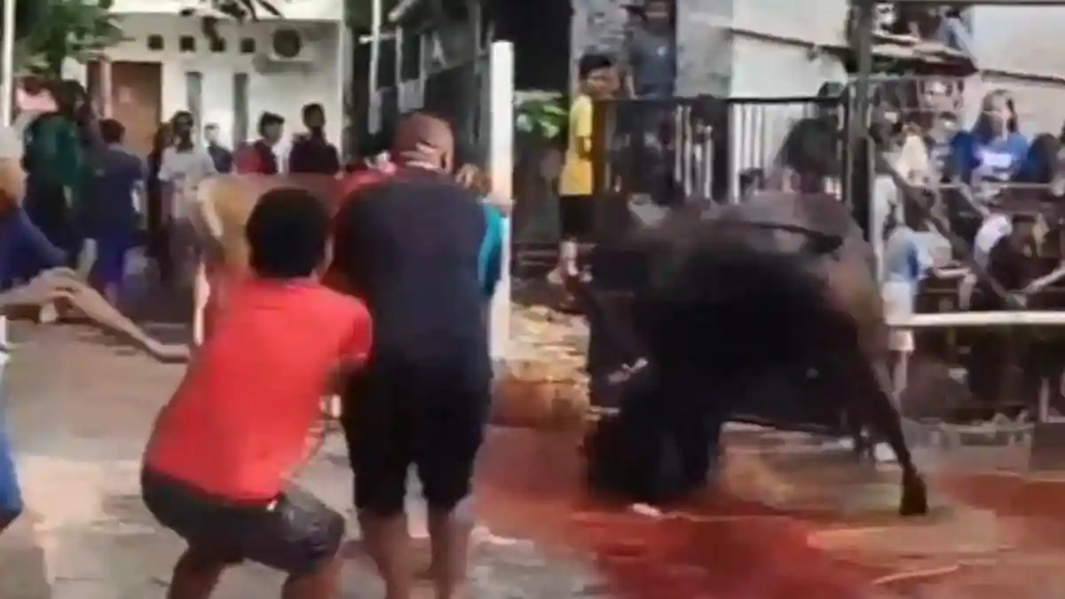 Sapi Kurban Mengamuk dan Lukai Tiga Orang, Sempat Menabrak Motor