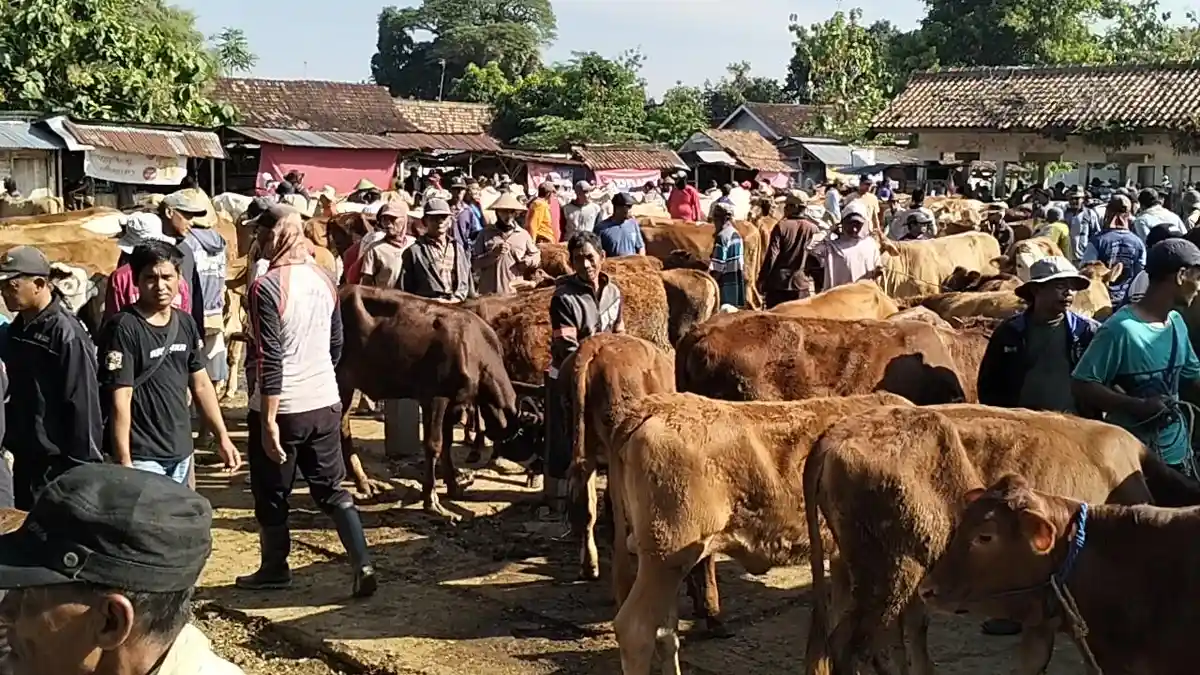 Jelang Idul Adha, DP4 Blora Akan Pantau Hewan Kurban di Blora agar Tidak Terpapar Penyakit Menular