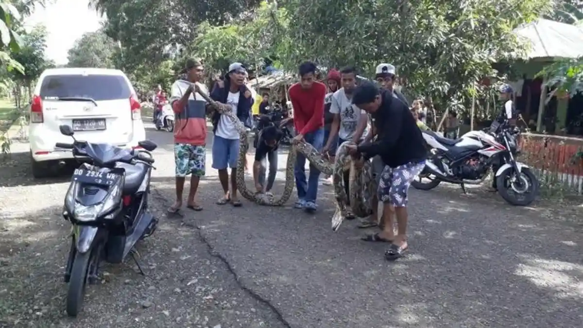Ular Piton Sepanjang 7 Meter Nyaris Melahap Warga