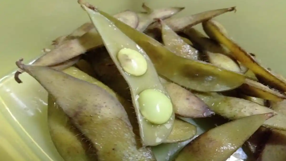 Jadi Bahan Cemilan, Edamame Ternyata Punya 5 Manfaat Penting bagi Kesehatan, Kaya Vitamin & Protein
