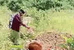 viral-Maling-Sapi-di-Muna-Barat-Sembelih-dan-Ambil-Daging-di-Lokasi-Sisakan-Tulang.jpg