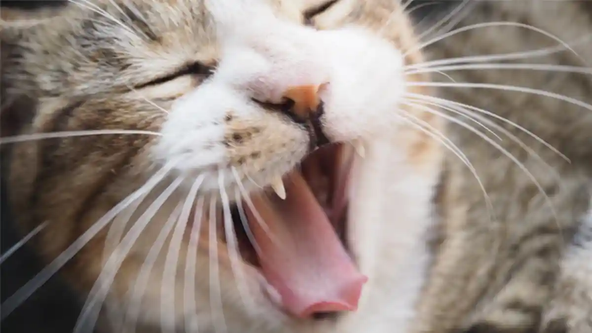 Waspada! 5 Arti Mimpi Digigit Kucing, Pertanda Buruk yang Harus Kamu Jauhi