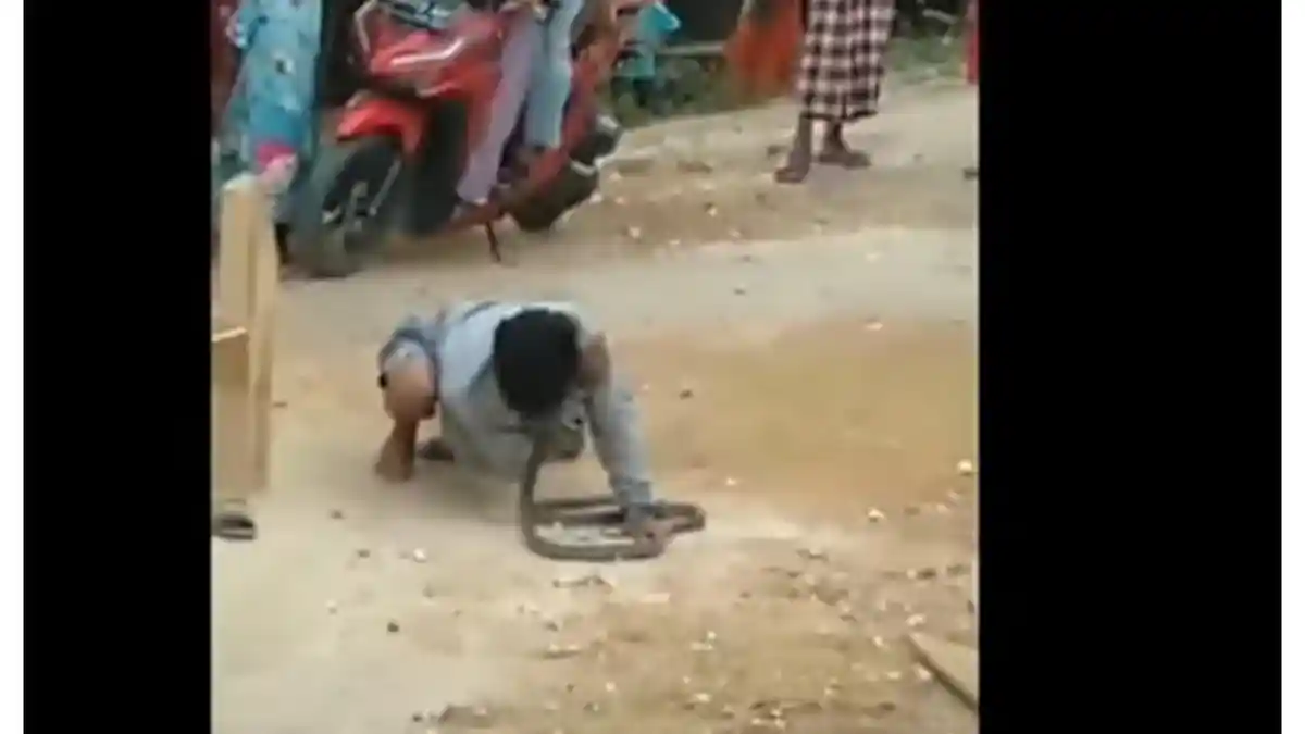 Atraksi di Depan Warga, Pemuda Grobogan Tewas Digigit Ular Kobra Peliharaannya