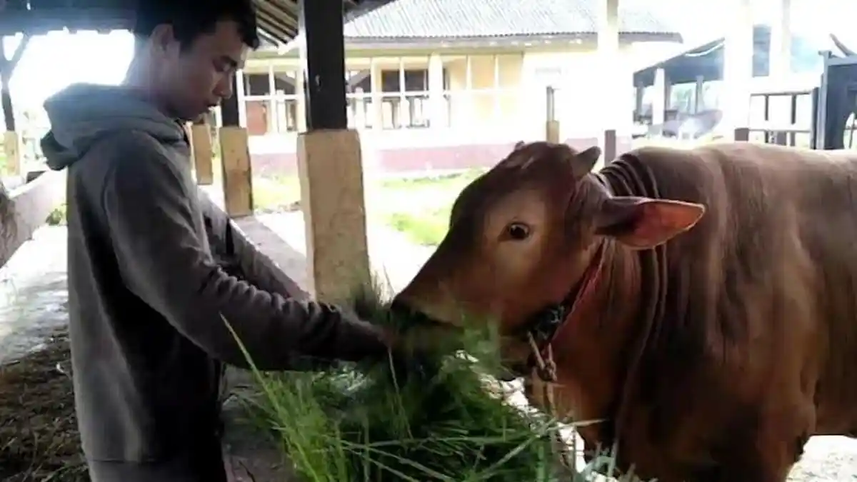 Kantong Peternak Bangkalan Terperas Akibat Sapi-Sapinya Dikarantina, Tetapi Berkah Bagi Anak Kandang