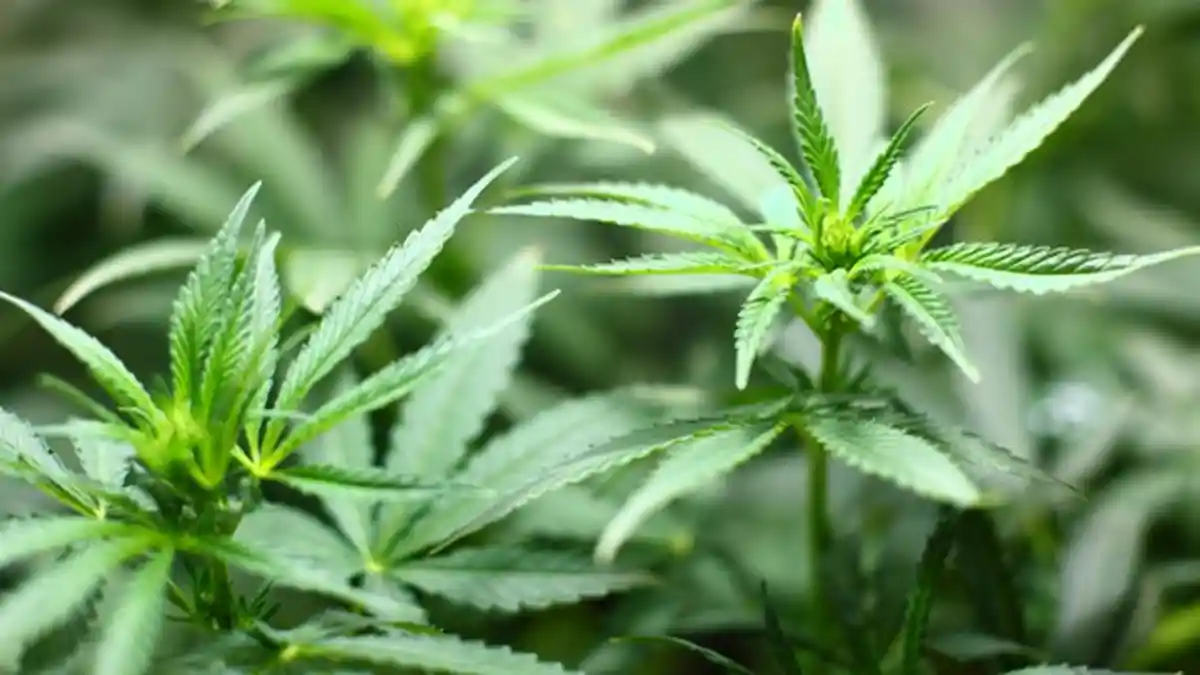 Ada Taman Ganja di Negara Ini, Jadi Surga Bagi Para Perokok dan Tak akan Ditangkap