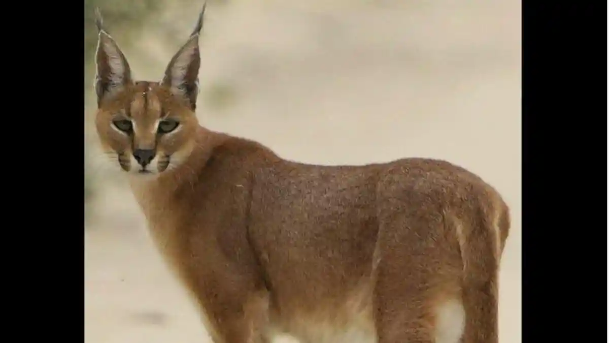 Tentara Israel Diserang Kucing Gurun hingga Luka-luka, Lingkungan ...