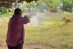 AWAL Mula Gubernur di Malaysia Pakai Shotgun untuk Tembak Sapi Kurban, Terancam Penjara Hingga Denda