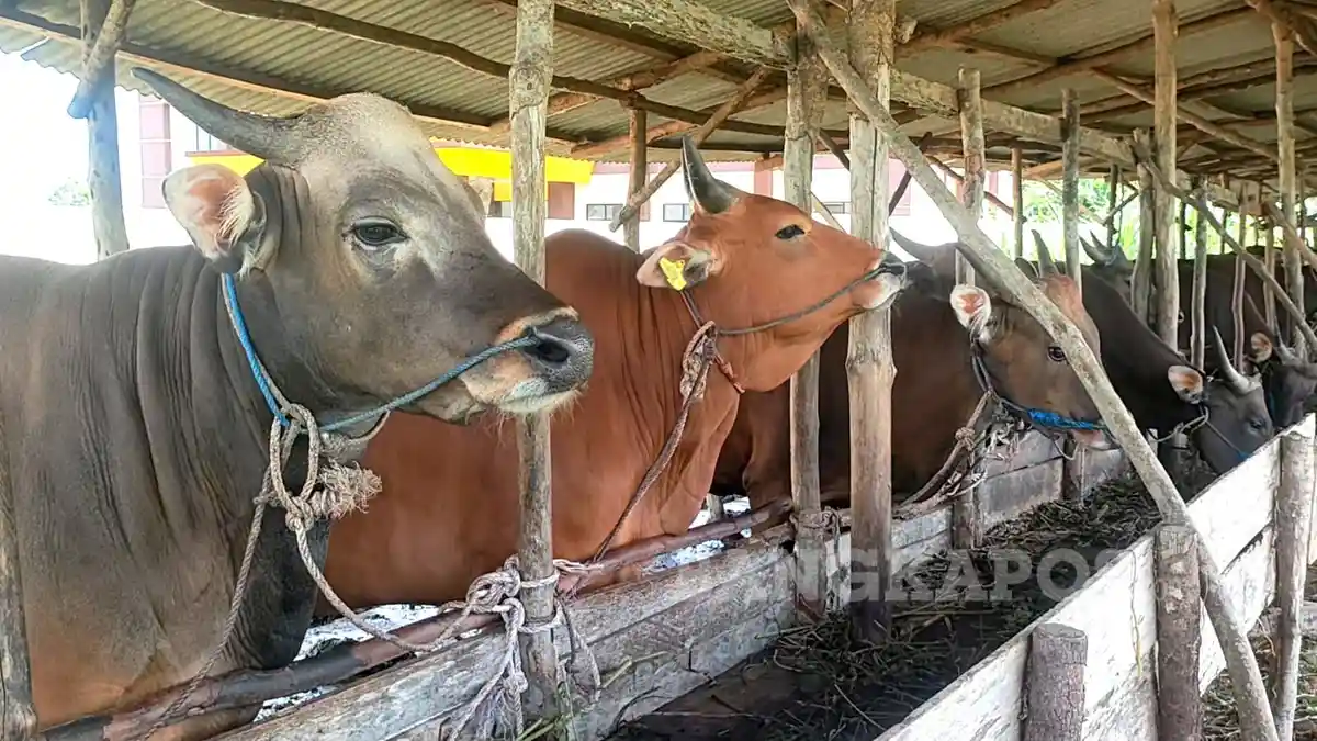 Pemkab Bangka Selatan Jamin Ketersediaan Hewan Kurban, Nurudin: Tak Perlu Khawatir
